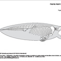 dugong_dugon.pdf