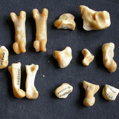 Carpe et phalanges